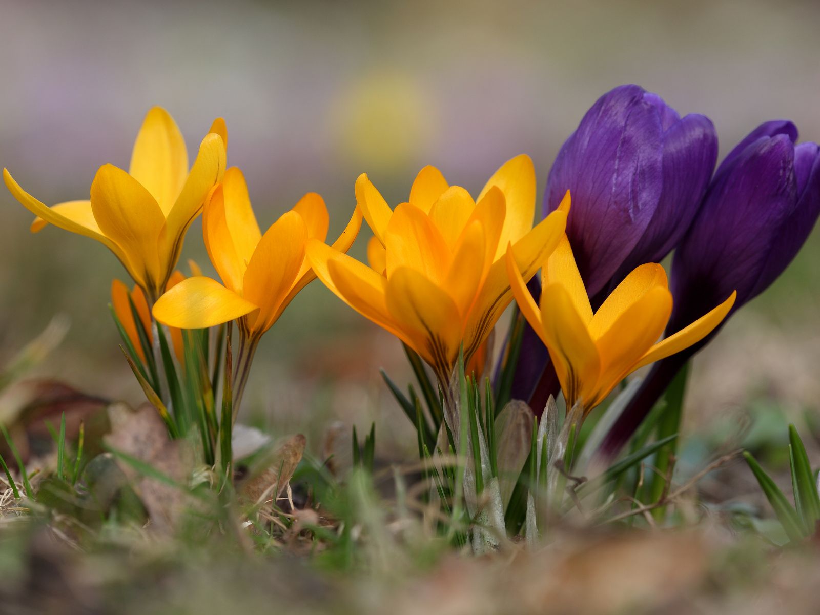 Крокус на какой машине. Crocus flavus. Крокус дикий желтый. Желтые крокусы в композиции.