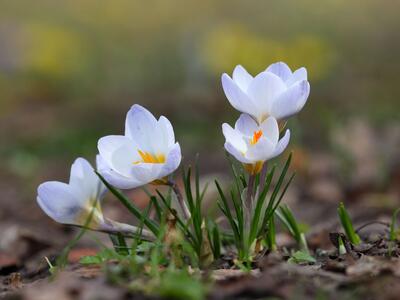 crocus sieberi