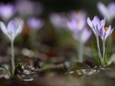 crocus tommasinianus