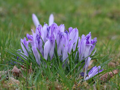 crocus vernus