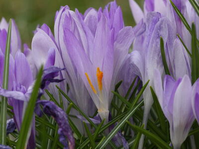 crocus vernus detail