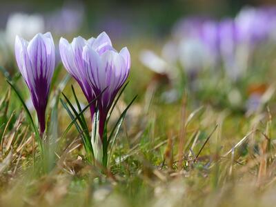 crocus vernus ssp vernus