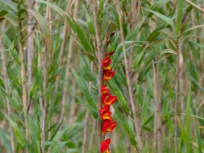 gladiolus x hortulanus