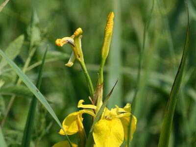 iris pseudacorus