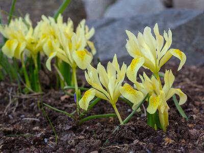 iris winogradowii