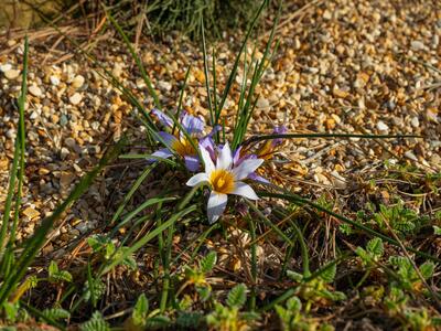 romulea bulbocodium