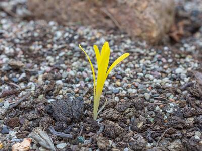 sternbergia colchiciflora