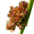 Juncaceae