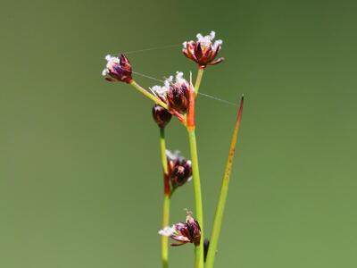 juncus acutiflorus