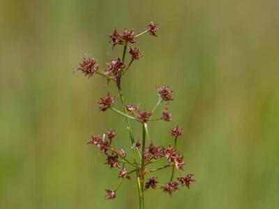 juncus acutiflorus fruchtstand