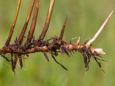 juncus acutiflorus rhizom