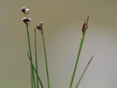 juncus alpino-articulatus