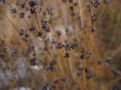 juncus articulatus