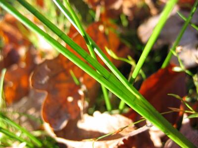 juncus articulatus gliederung