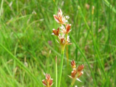 juncus articulatus spirre