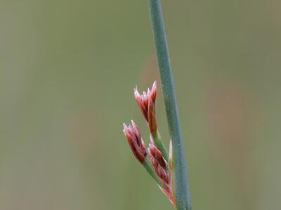 juncus balticus detail