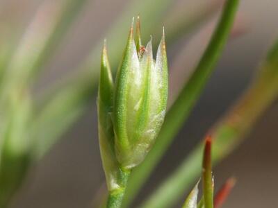 juncus bufonius detail