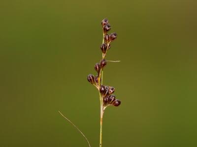 juncus compressus