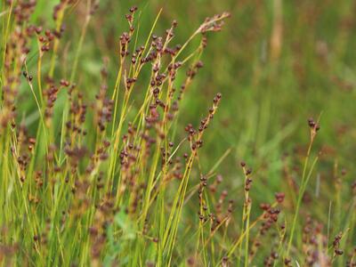 juncus compressus habitus