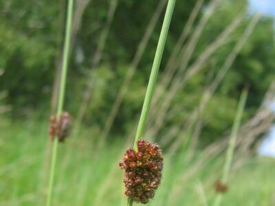 juncus conglomeratus