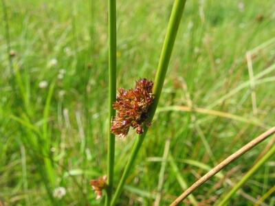 juncus effusus