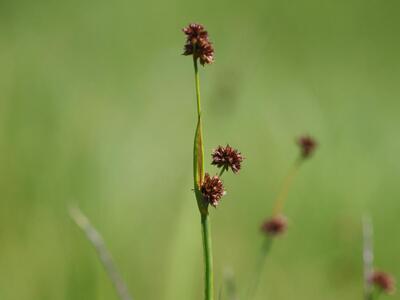 juncus ensifolius