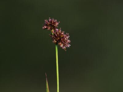 juncus ensifolius detail