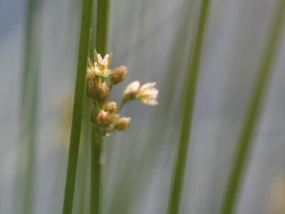 juncus filiformis detail