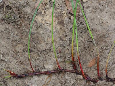 juncus filiformis rhizom