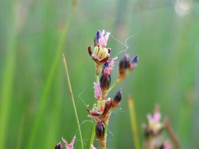 juncus gerardii