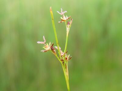 juncus gerardii bluete