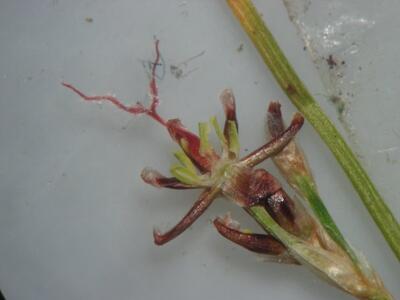 juncus gerardii detail