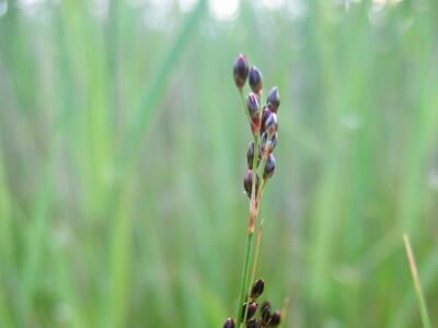 juncus gerardii habitus