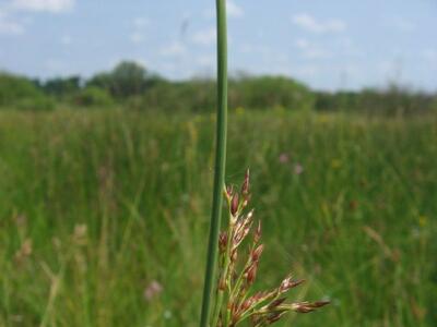 juncus inflexus