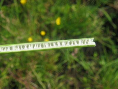 juncus inflexus mark