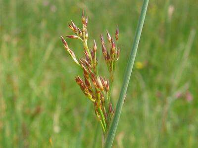 juncus inflexus spirre