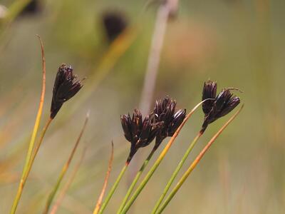 juncus jacquinii