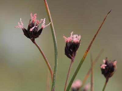 juncus jacquinii detail