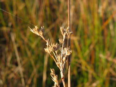 juncus maritimus