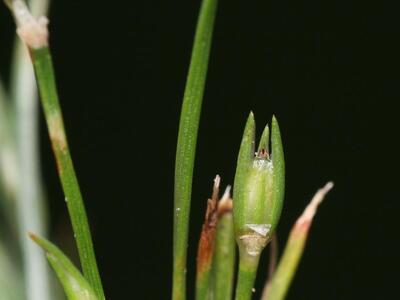 juncus ranarius detail