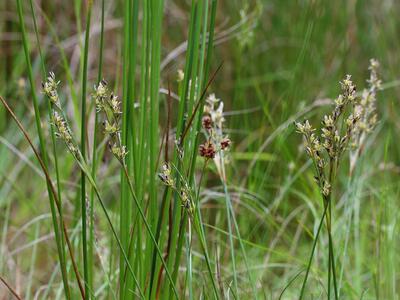 juncus squarrosus