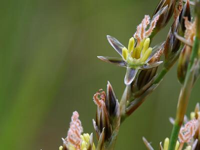 juncus squarrosus detail