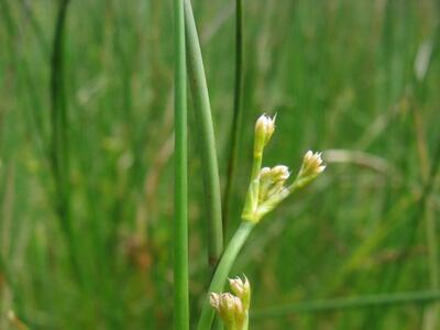 juncus subnodulosus