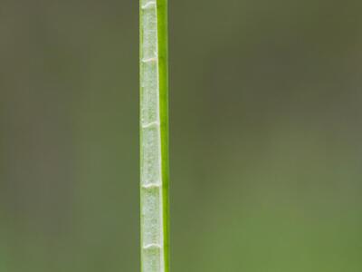 juncus subnodulosus mark