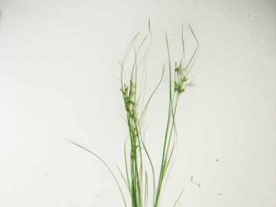 juncus tenuis