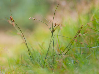 juncus tenuis habitus