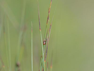 juncus trifidus