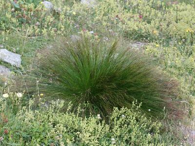 juncus trifidus habitus