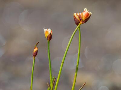 juncus triglumis