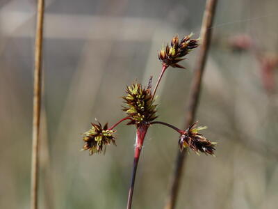 luzula campestris